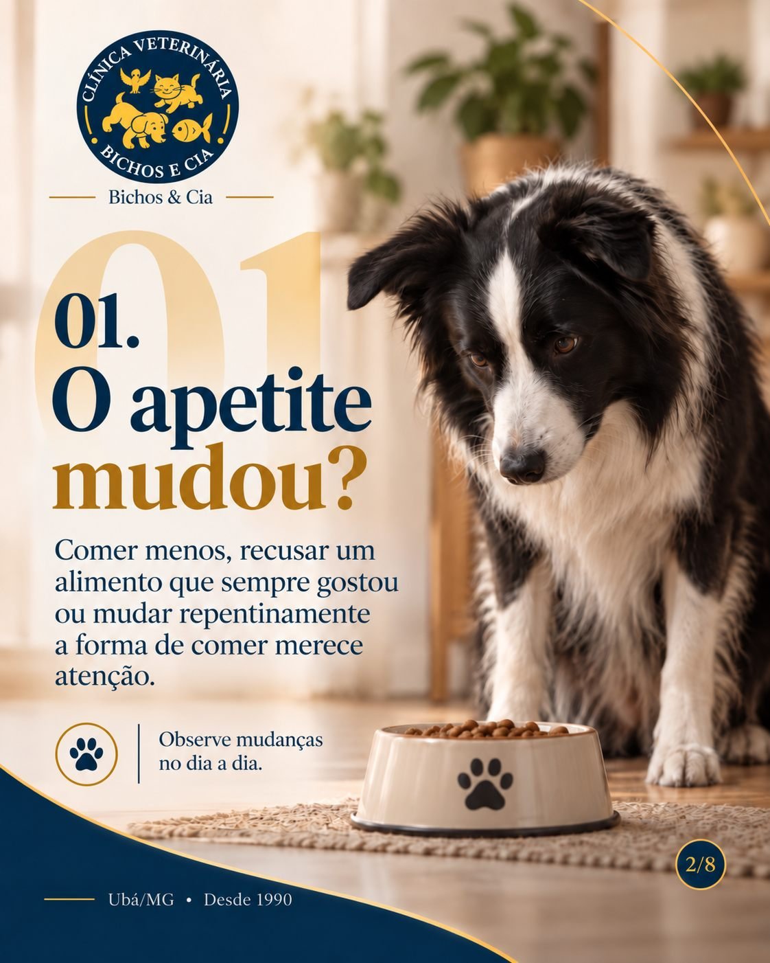 Cão diante da alimentação: mudança de apetite que merece observação