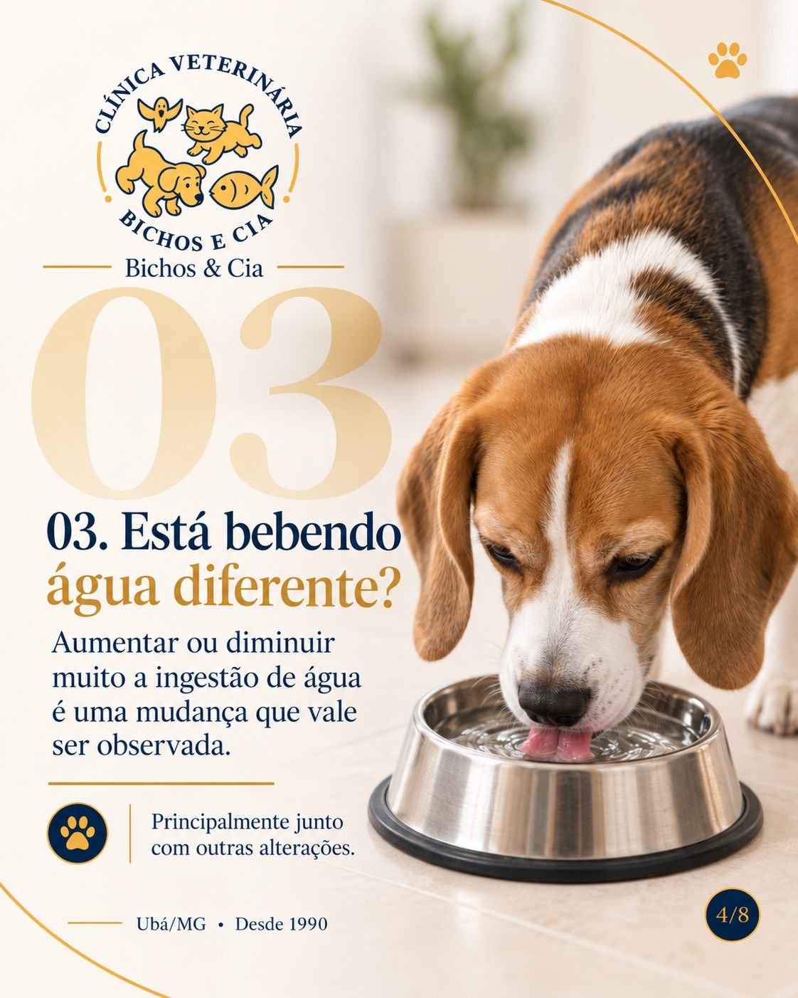 Cão bebendo água: alteração na sede que vale observar