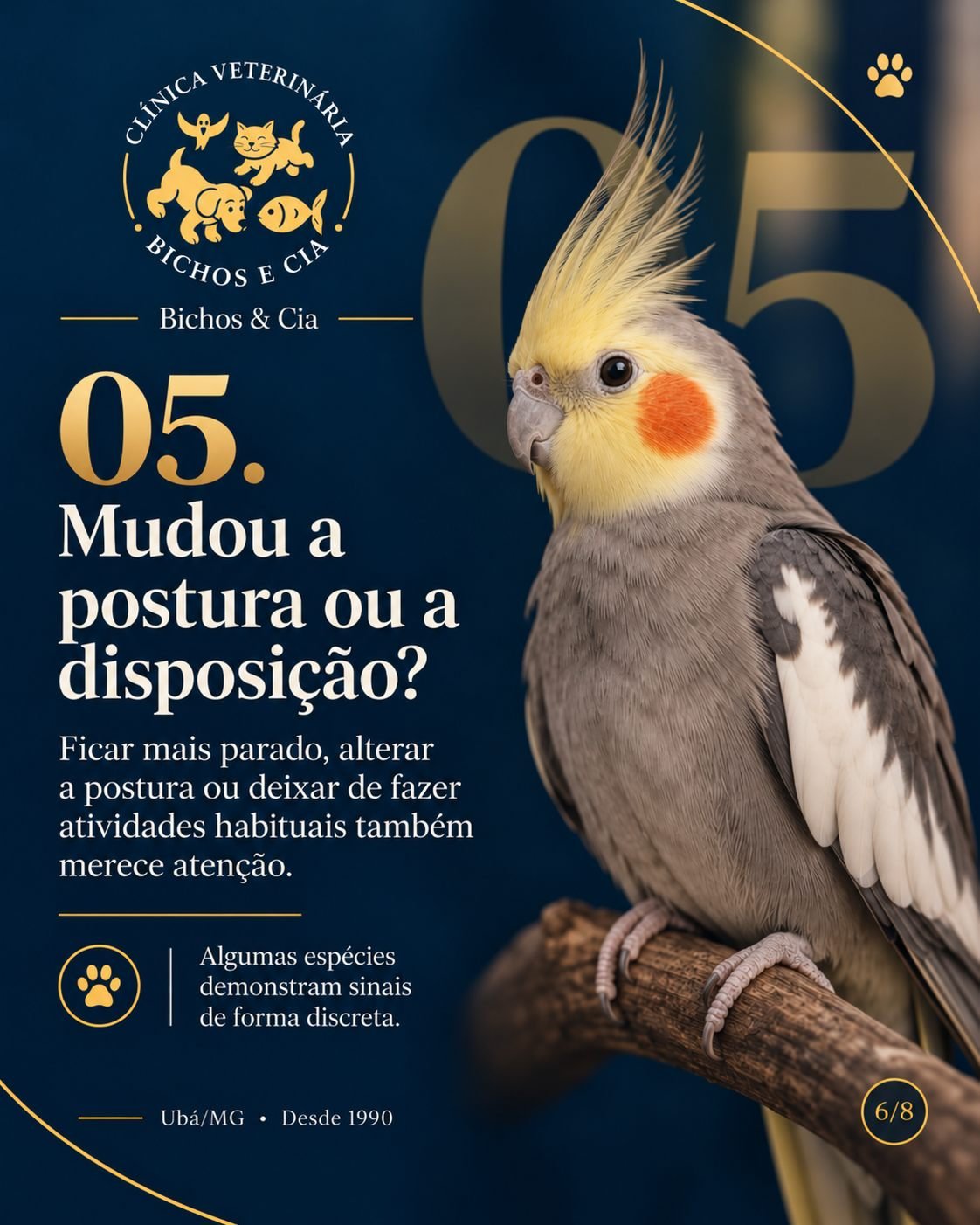 Calopsita com mudança de postura e disposição: sinais discretos em aves