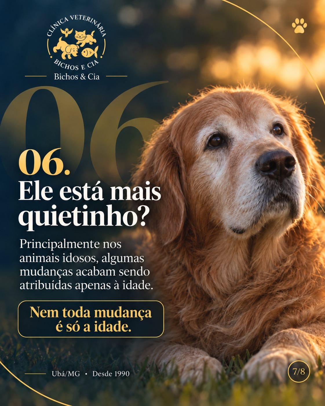 Cão idoso mais quietinho: nem toda mudança deve ser atribuída somente à idade