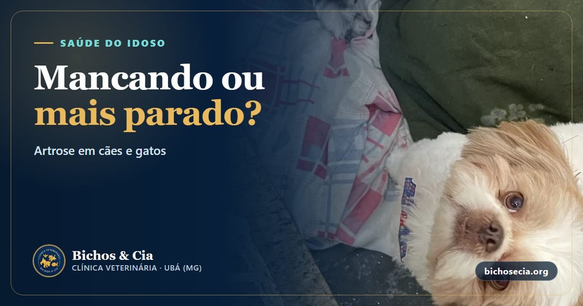 Artrose em cães e gatos: sinais de dor, tratamento e como adaptar a casa