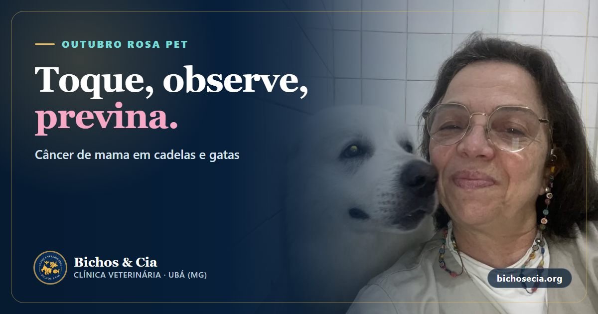 Câncer de mama em cadelas e gatas: autoexame, sinais, tratamento e prevenção