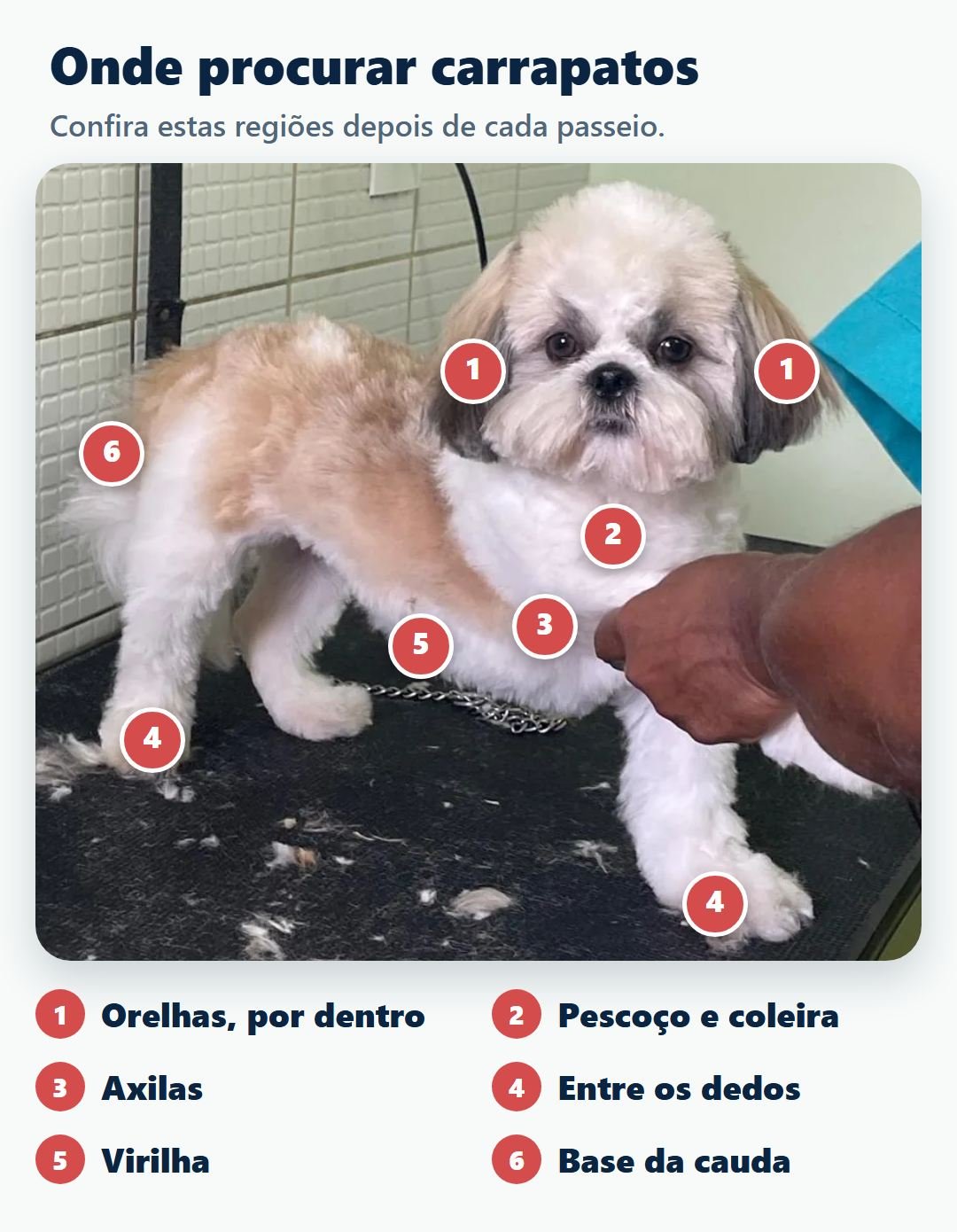 Onde procurar carrapatos no corpo do cão