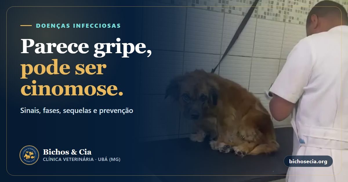 Cinomose em cães: sintomas, fases, tratamento, sequelas e prevenção
