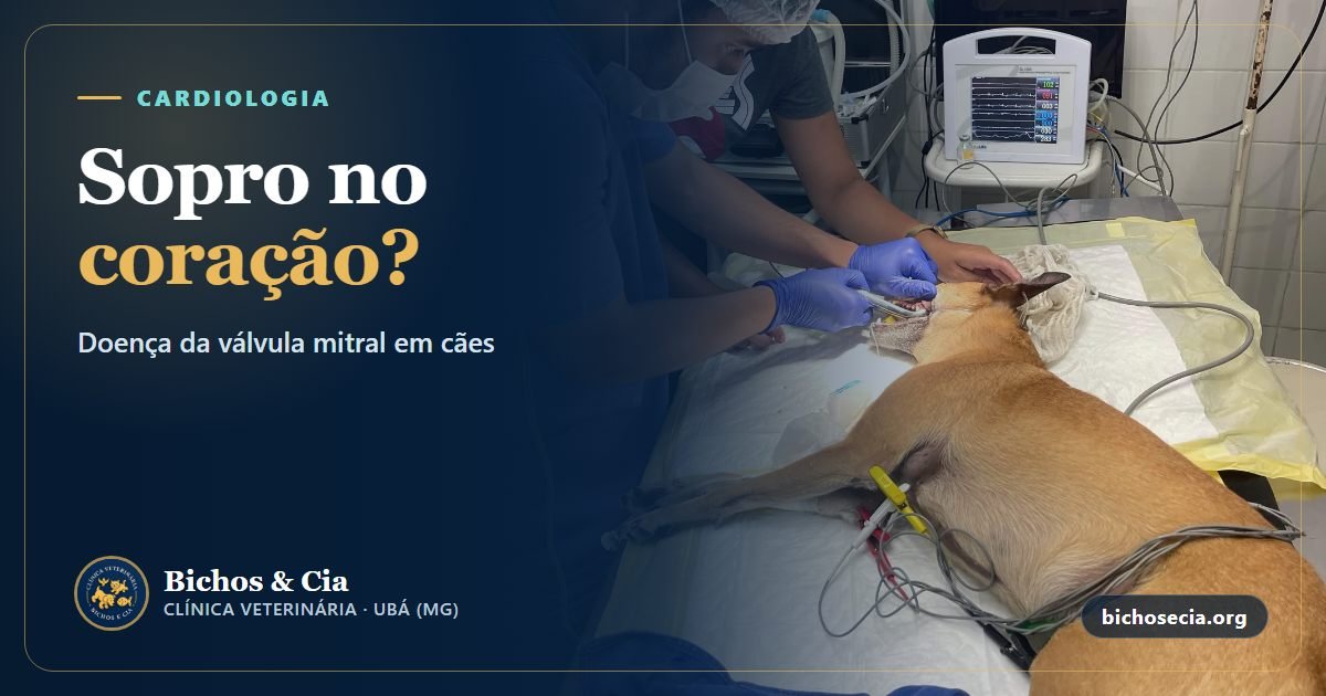 Sopro no coração do cachorro: doença da válvula mitral, estágios e tratamento