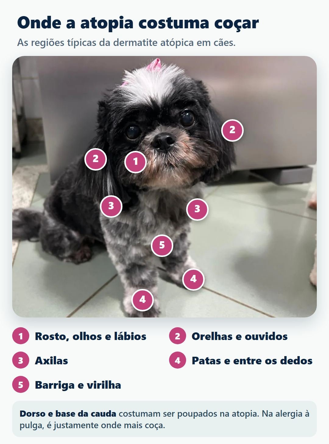 Regiões do corpo mais afetadas pela dermatite atópica em cães