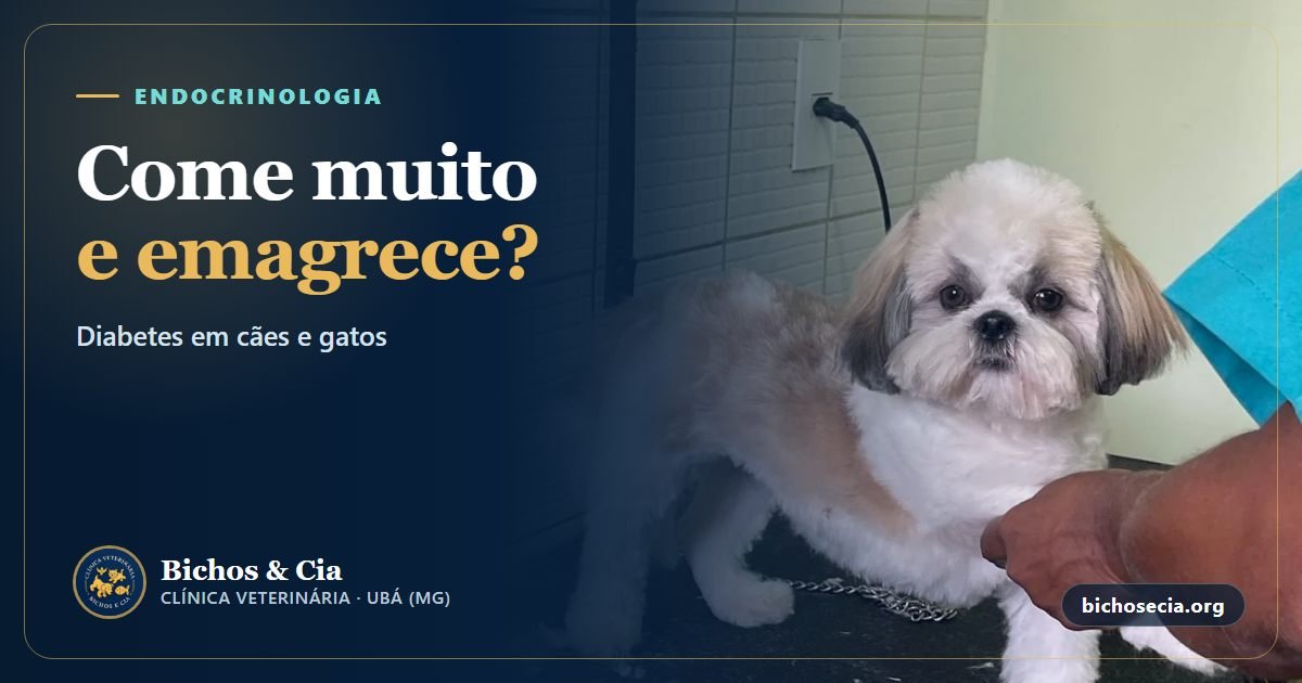 Diabetes em cães e gatos: sintomas, insulina, dieta e sinais de emergência