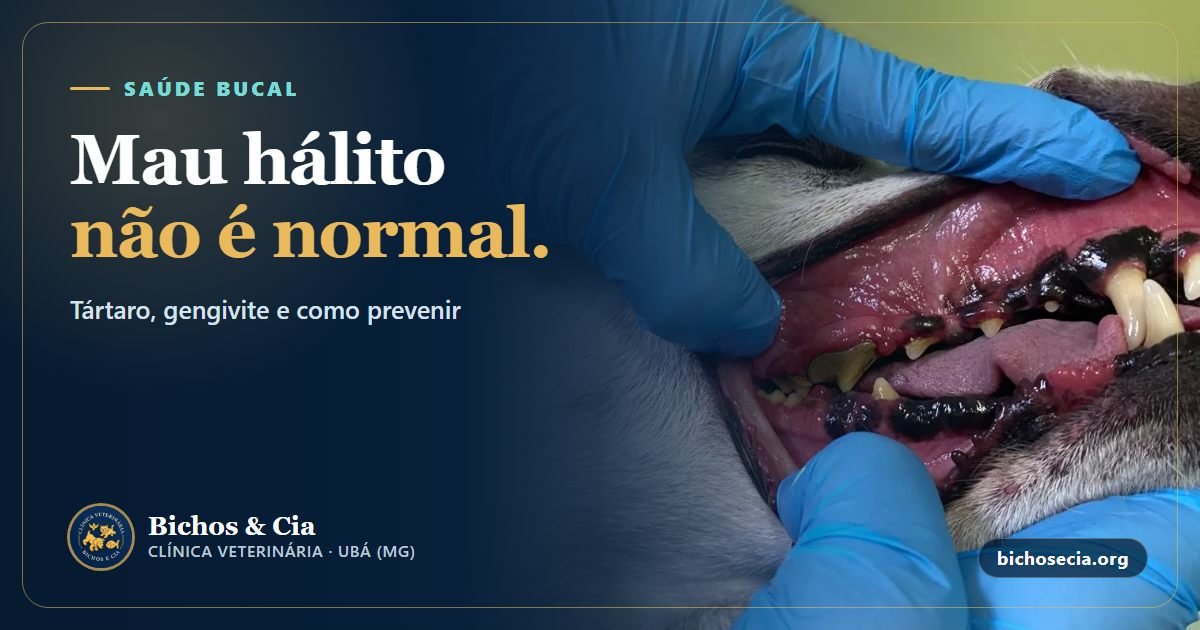 Doença periodontal em cães e gatos: tártaro, mau hálito, tratamento e prevenção