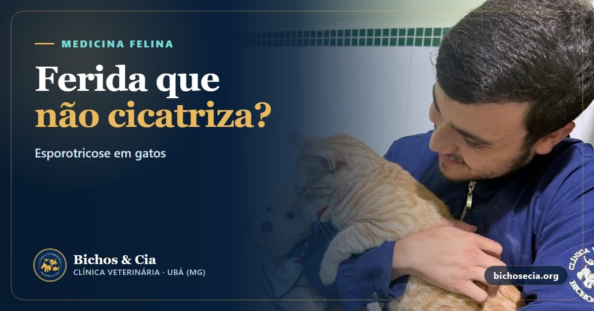 Esporotricose em gatos: sintomas, tratamento e como proteger a família