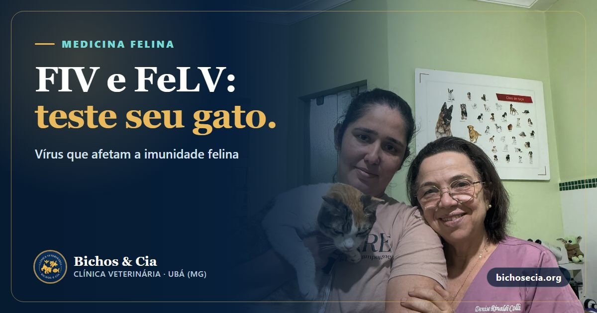 FIV e FeLV em gatos: como se pega, teste, vacina e como viver bem com o diagnóstico