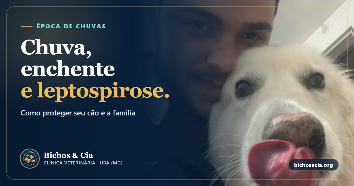 Leptospirose em cães: chuvas, enchentes, sintomas, tratamento e vacina
