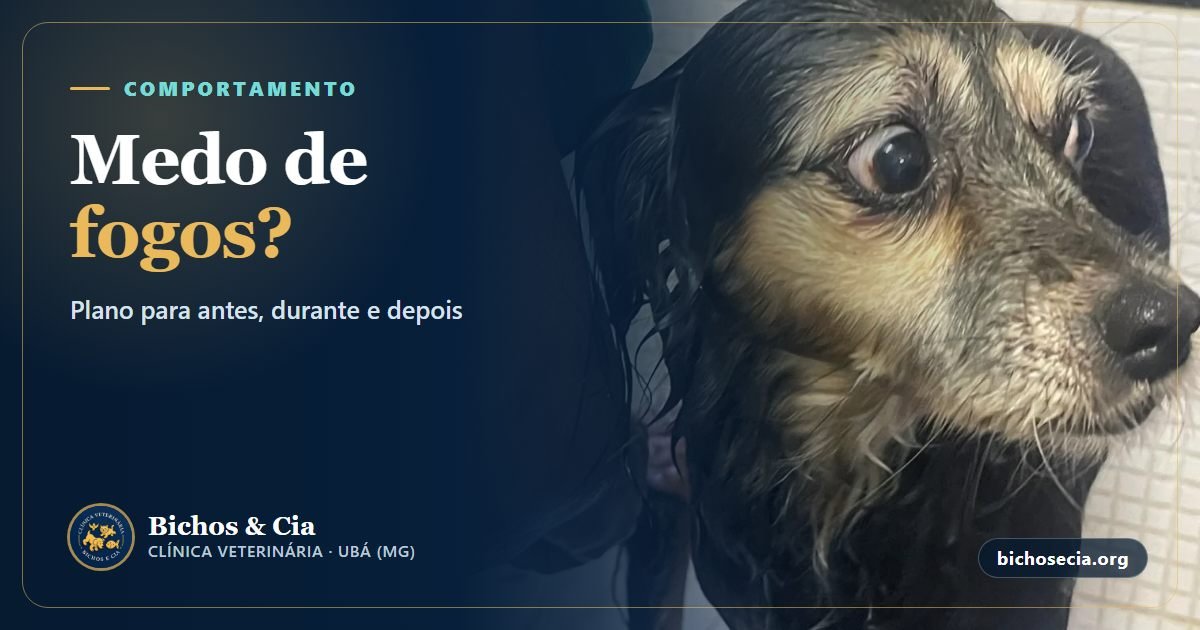 Medo de fogos em cães e gatos: como proteger seu pet antes, durante e depois