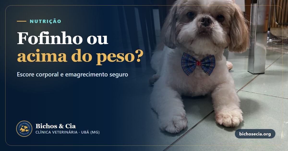 Obesidade em cães e gatos: como saber se está acima do peso e emagrecer com segurança