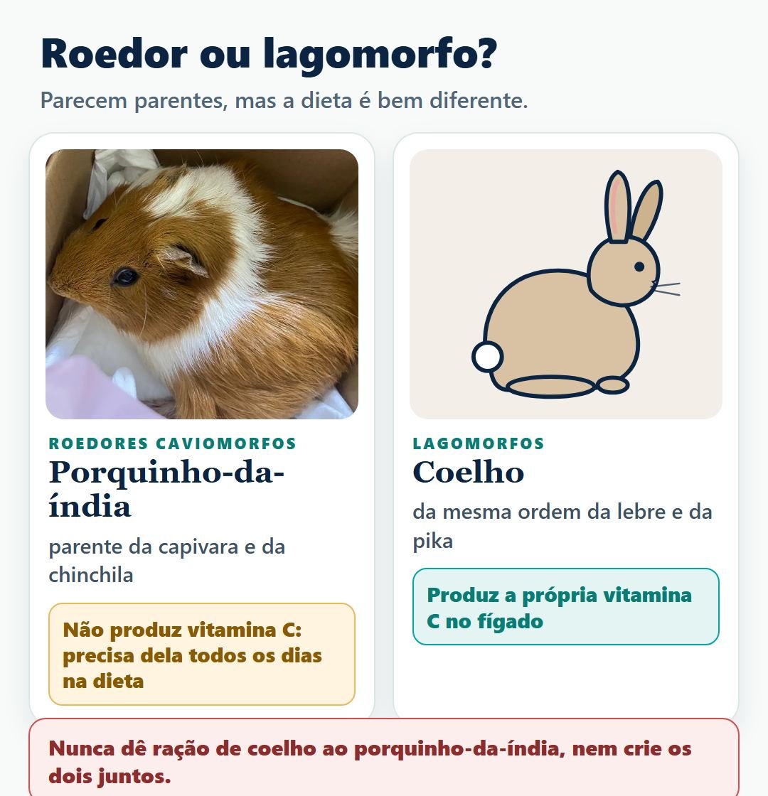 Comparação entre roedores caviomorfos e lagomorfos: porquinho-da-índia, capivara e coelho
