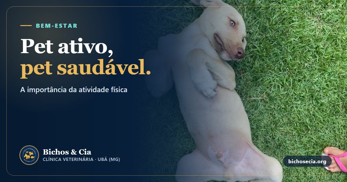 A importância da atividade física para a saúde do seu pet