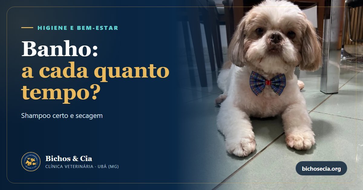 Banho no cachorro: de quanto em quanto tempo, shampoo certo e como secar