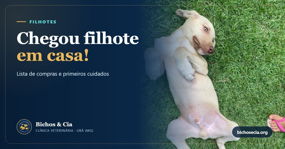 Filhote novo em casa: lista de compras e os primeiros cuidados