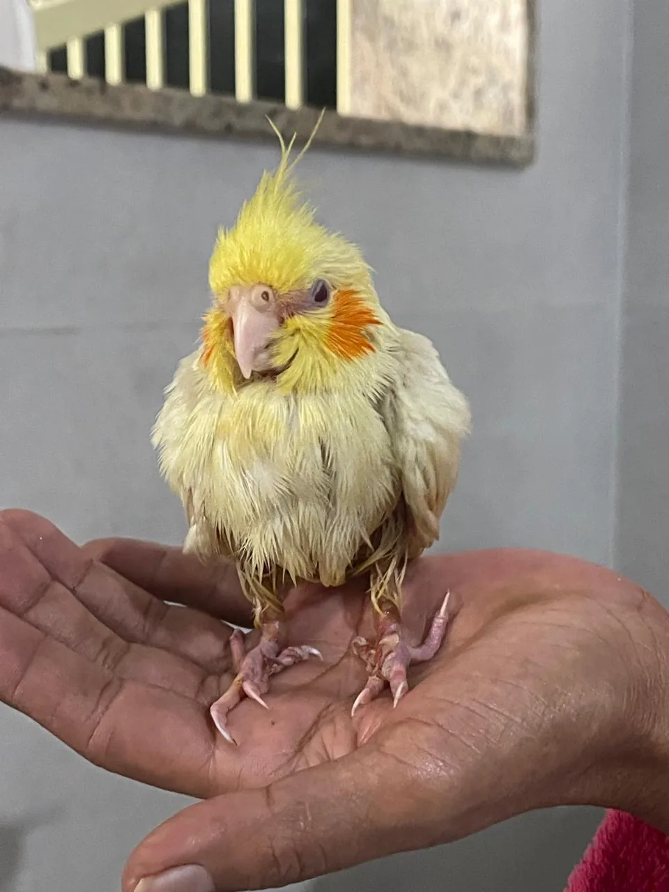 Atendimento de aves