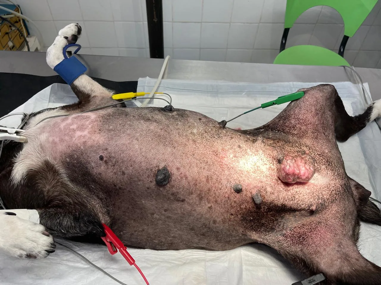 Ozonioterapia veterinária na Clínica Veterinária Bichos & Cia em Ubá
