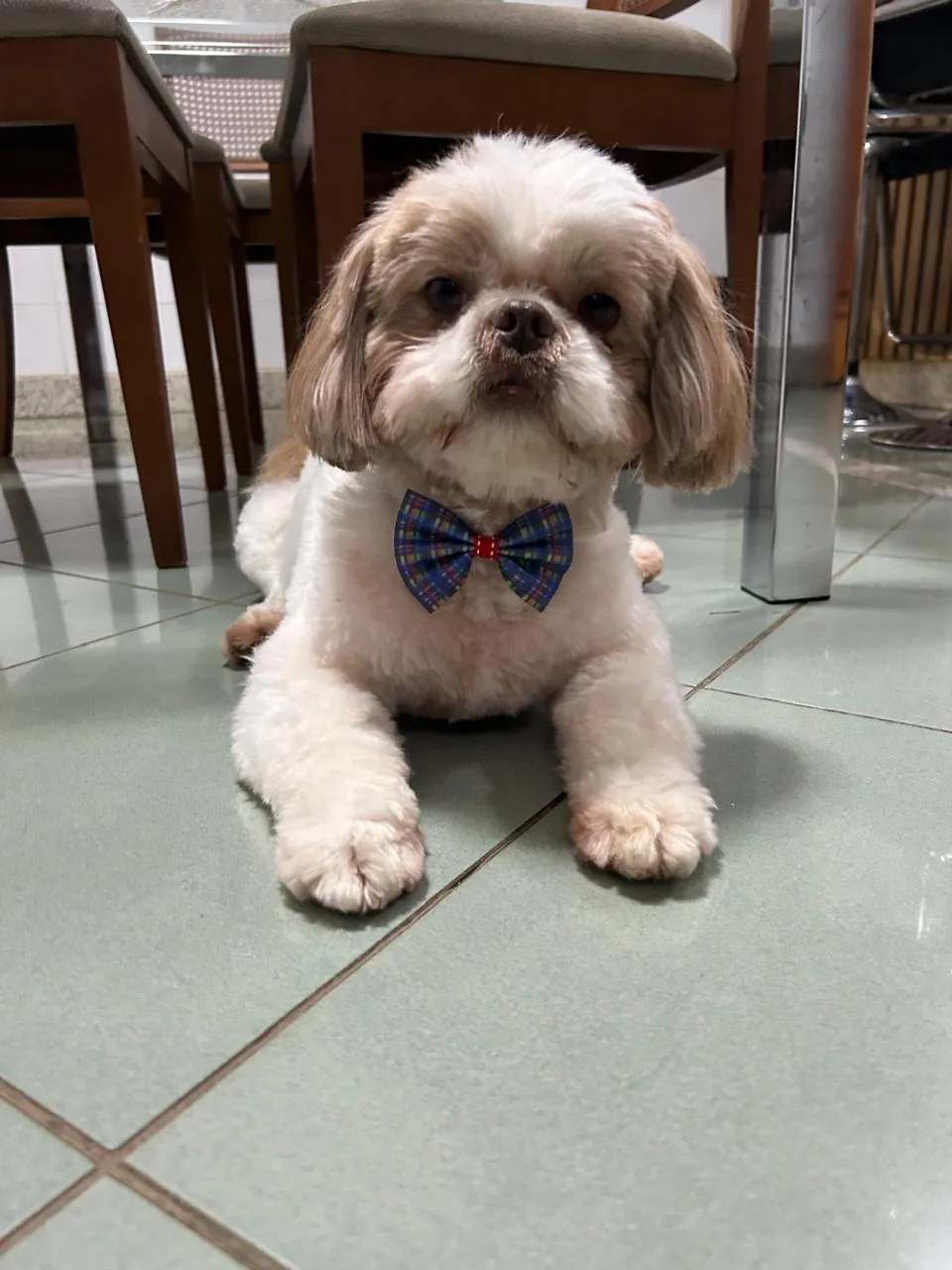 Sérgio na Clínica Veterinária Bichos & Cia em Ubá