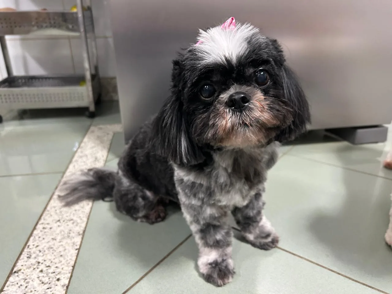 Sérgio na Clínica Veterinária Bichos & Cia em Ubá