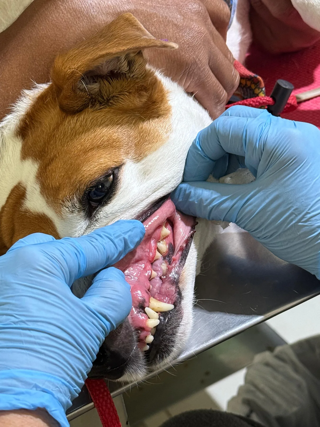 Dermatologia veterinária