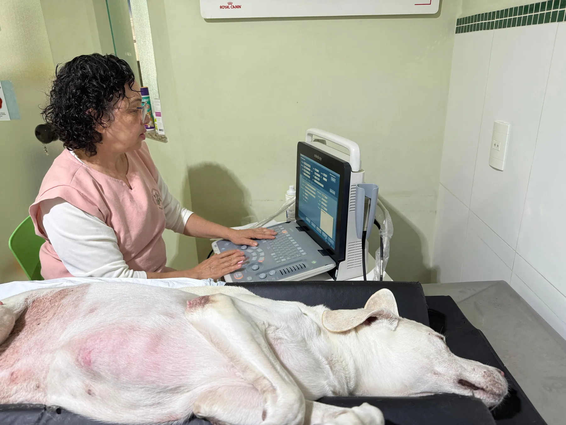 Ultrassonografia veterinária