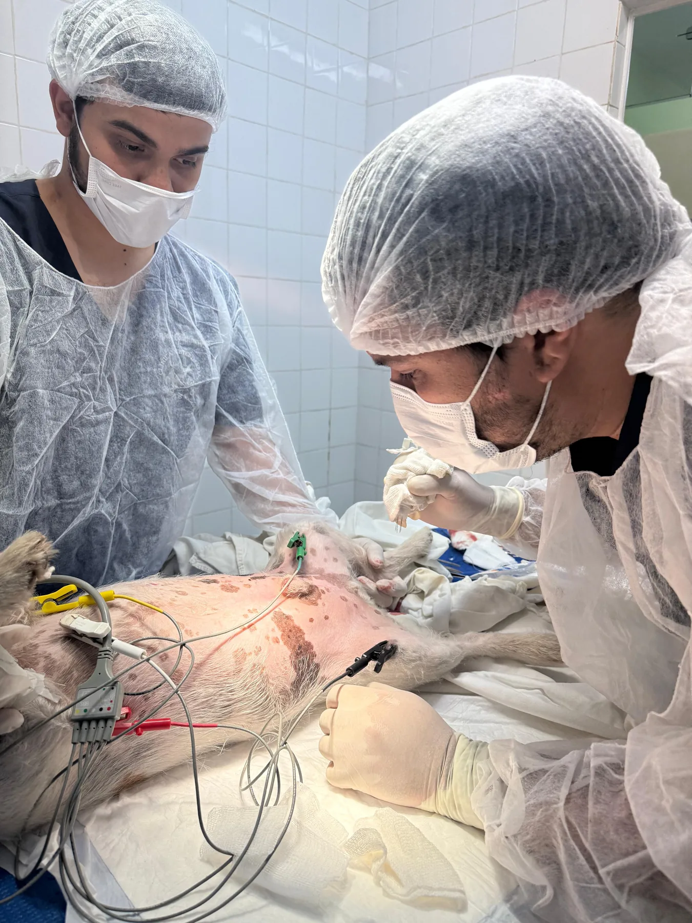 Cirurgias veterinárias