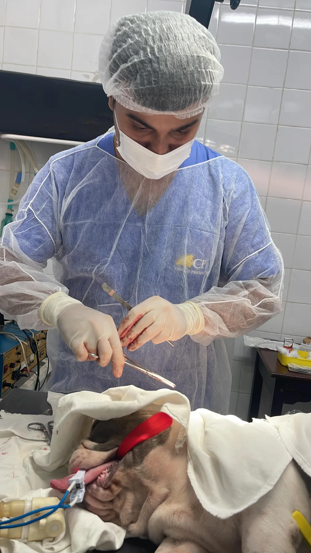 Cirurgias veterinárias na Clínica Veterinária Bichos & Cia em Ubá