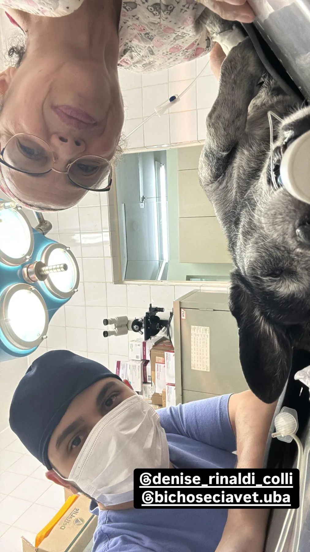 Atendimento veterinário