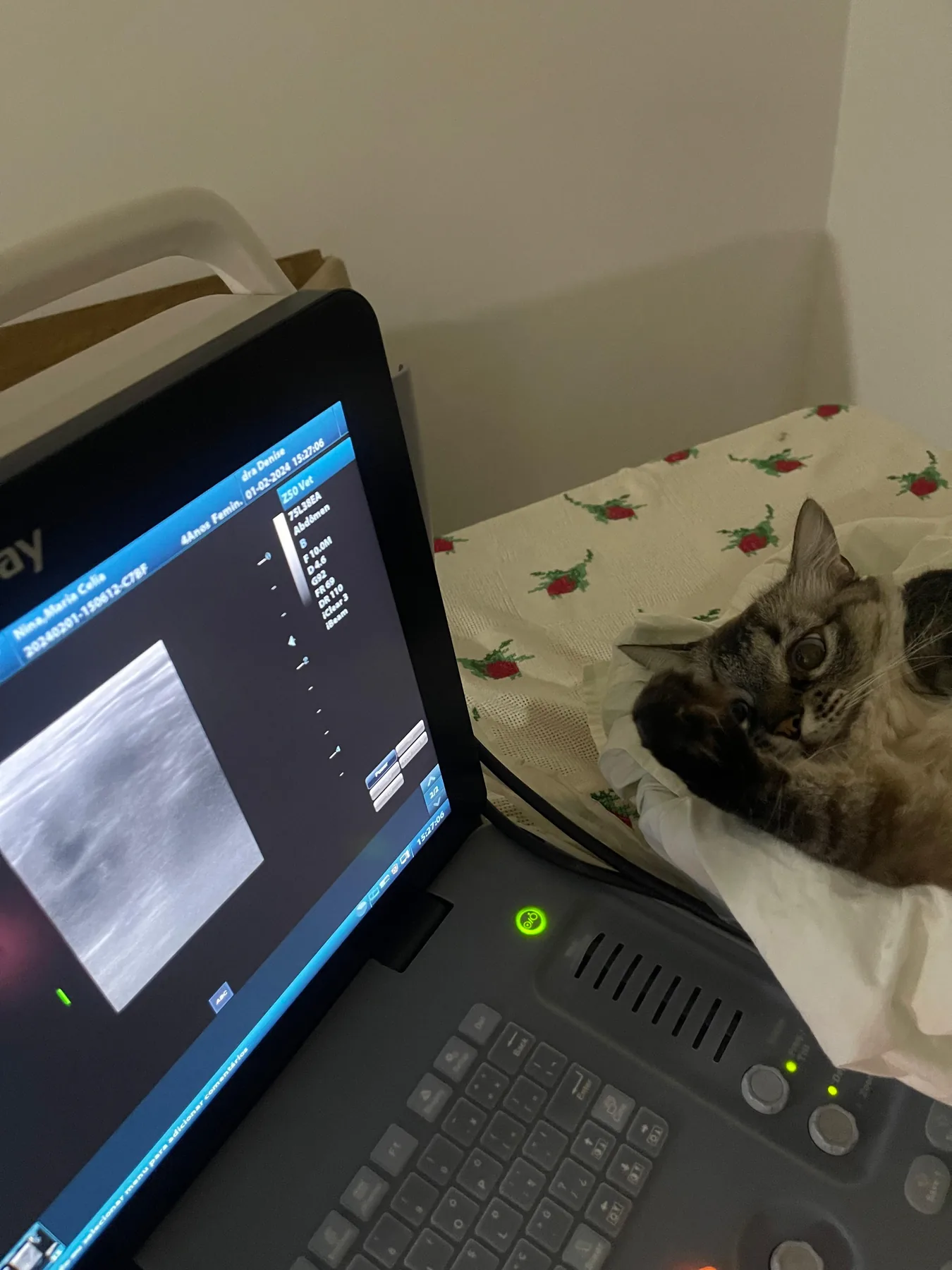 Ultrassonografia veterinária na Clínica Veterinária Bichos & Cia em Ubá