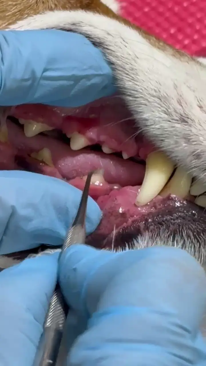 Exame da boca de um cão com sonda periodontal, mostrando gengiva inflamada e tártaro no canino