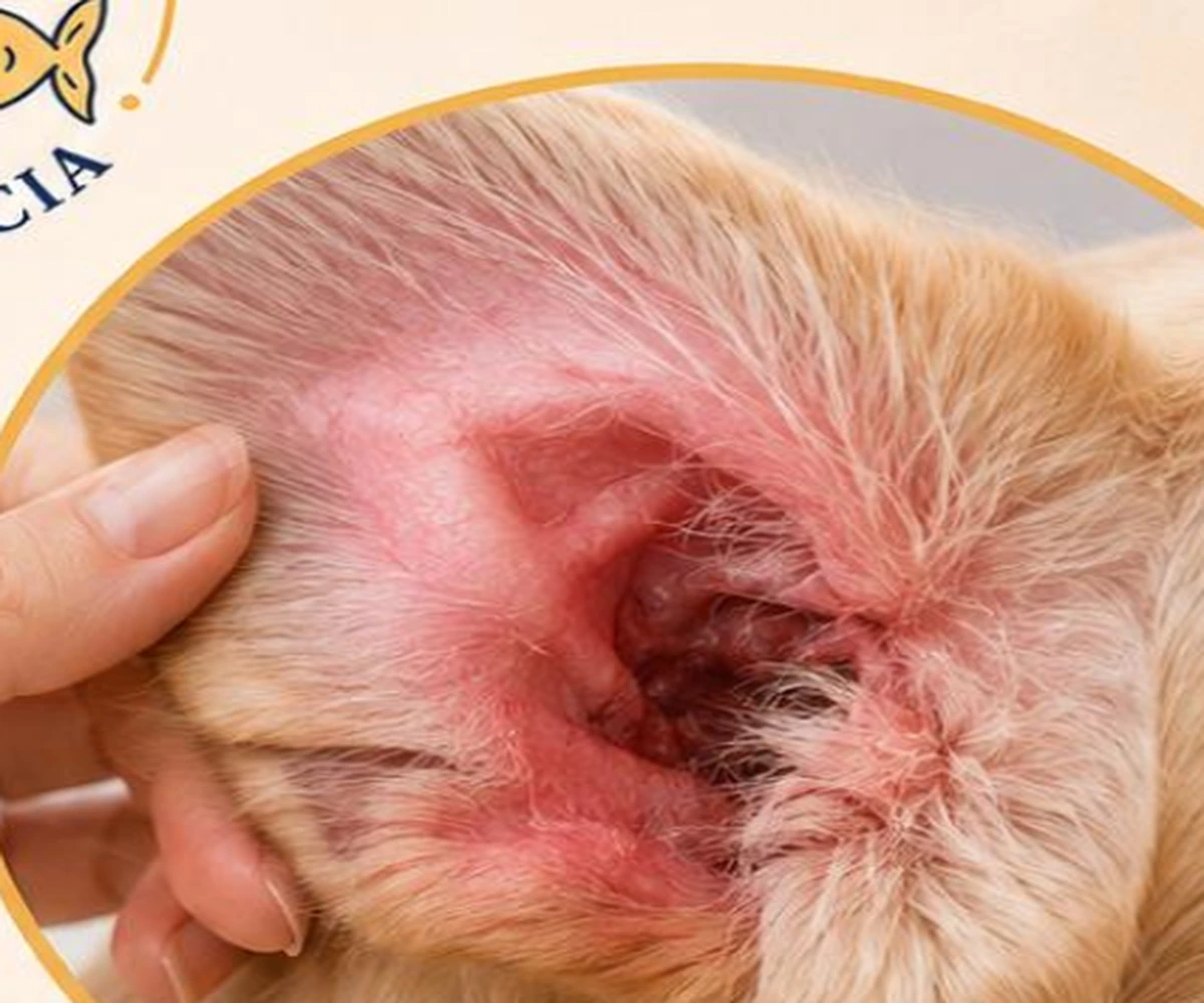 Otite em cães: sinais, causas, diagnóstico e tratamento na Clínica Veterinária Bichos & Cia em Ubá