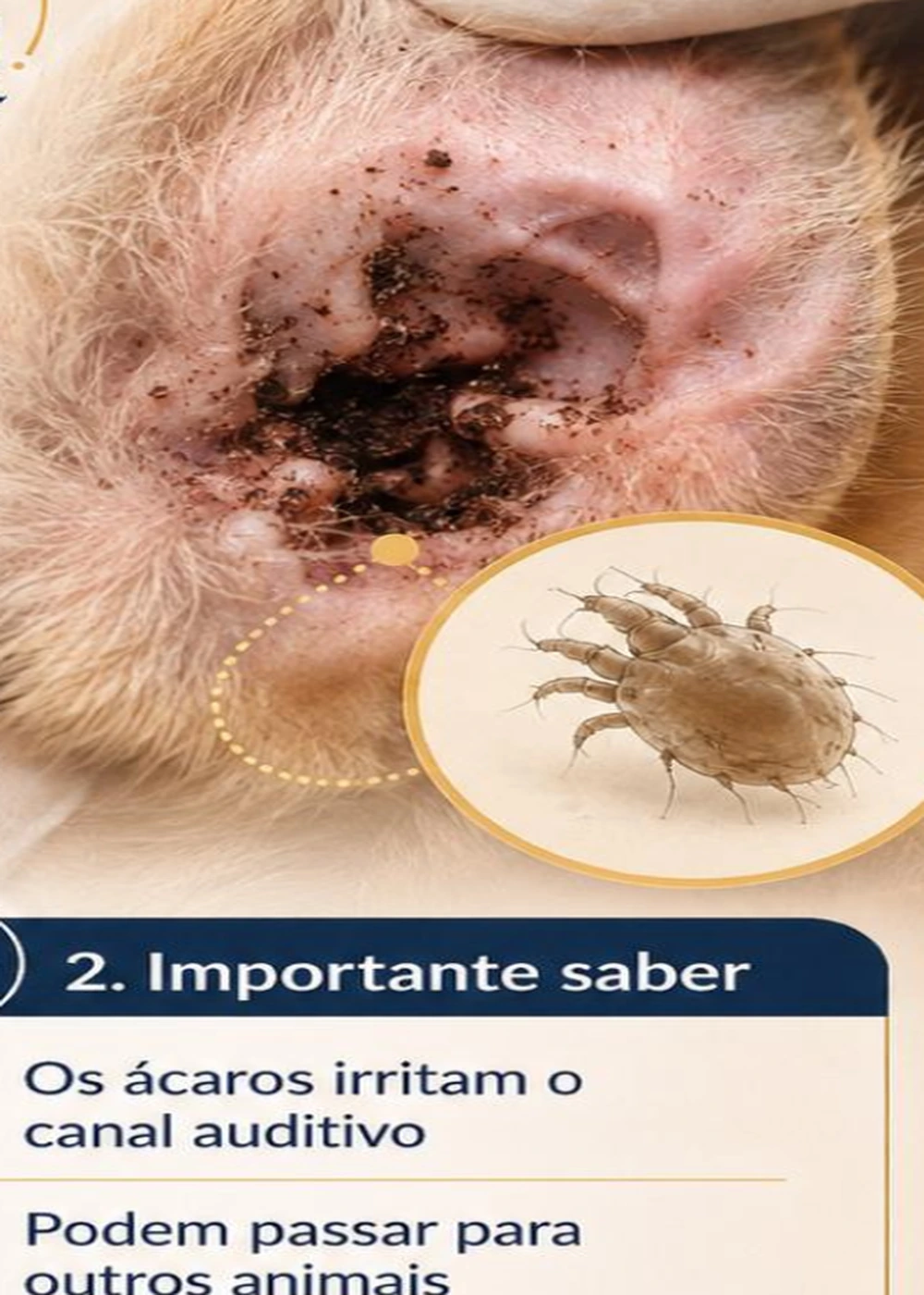 Otite em cães: sinais, causas, diagnóstico e tratamento na Clínica Veterinária Bichos & Cia em Ubá