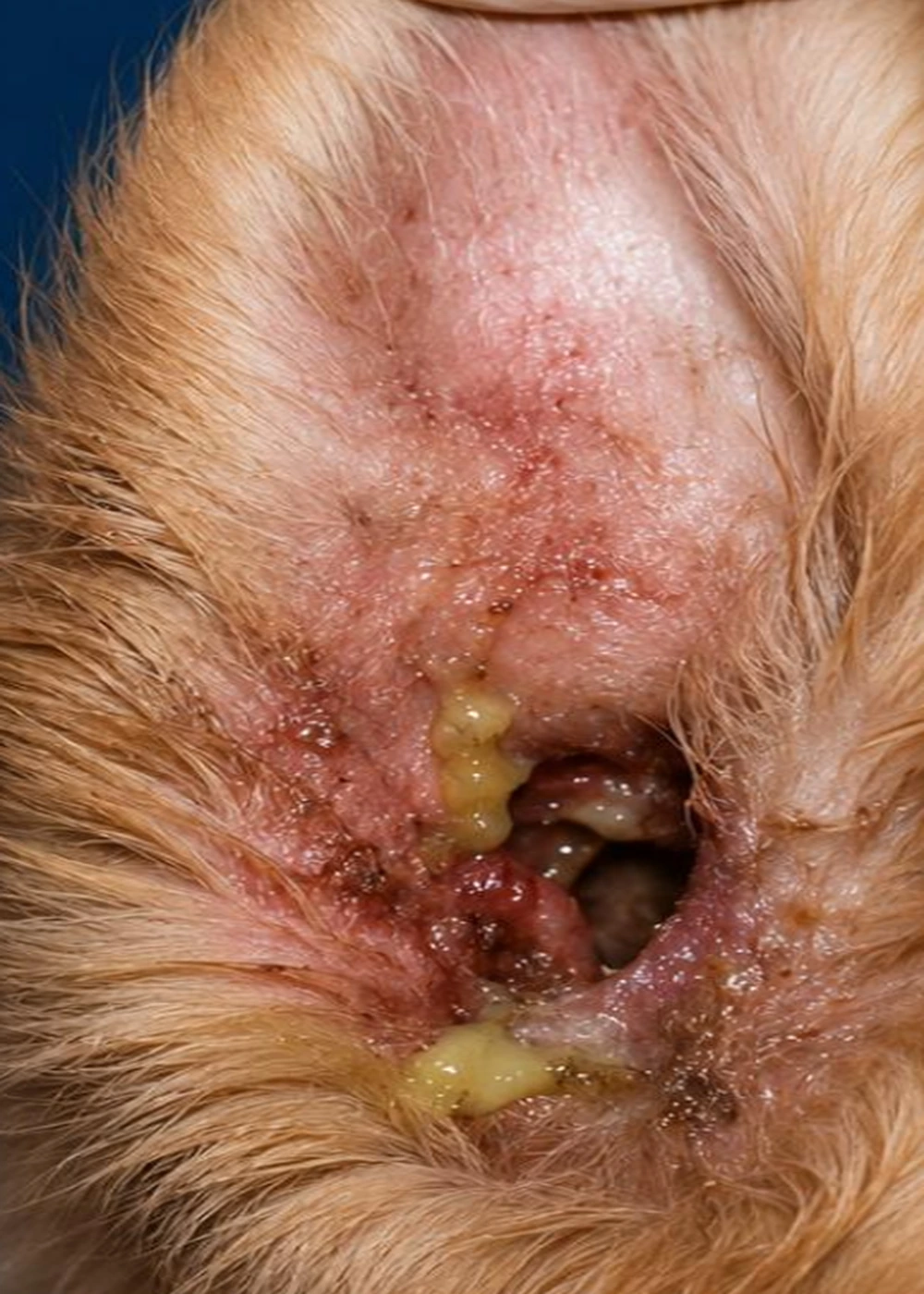 Otite em cães: sinais, causas, diagnóstico e tratamento na Clínica Veterinária Bichos & Cia em Ubá