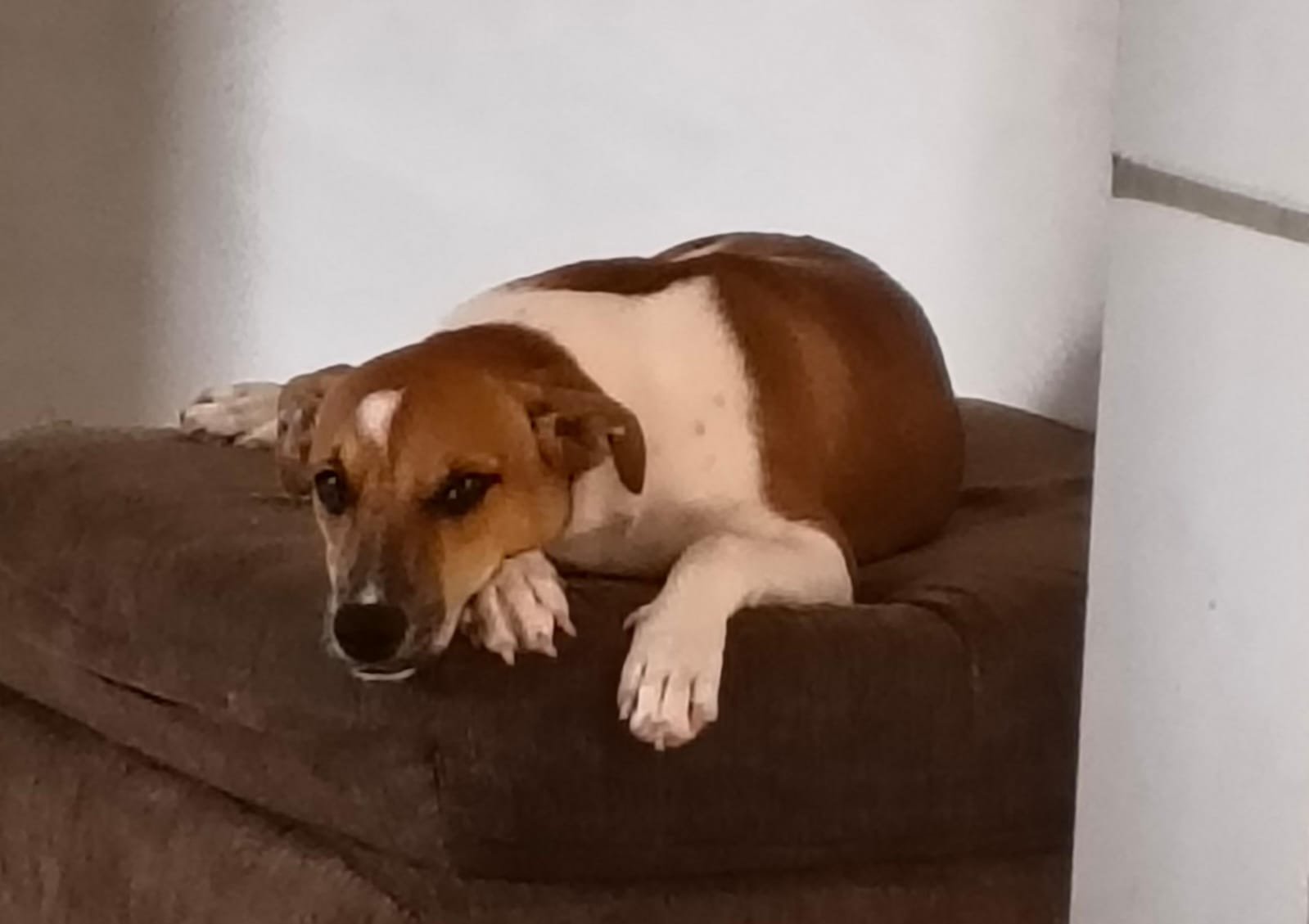 Chester disponível para adoção